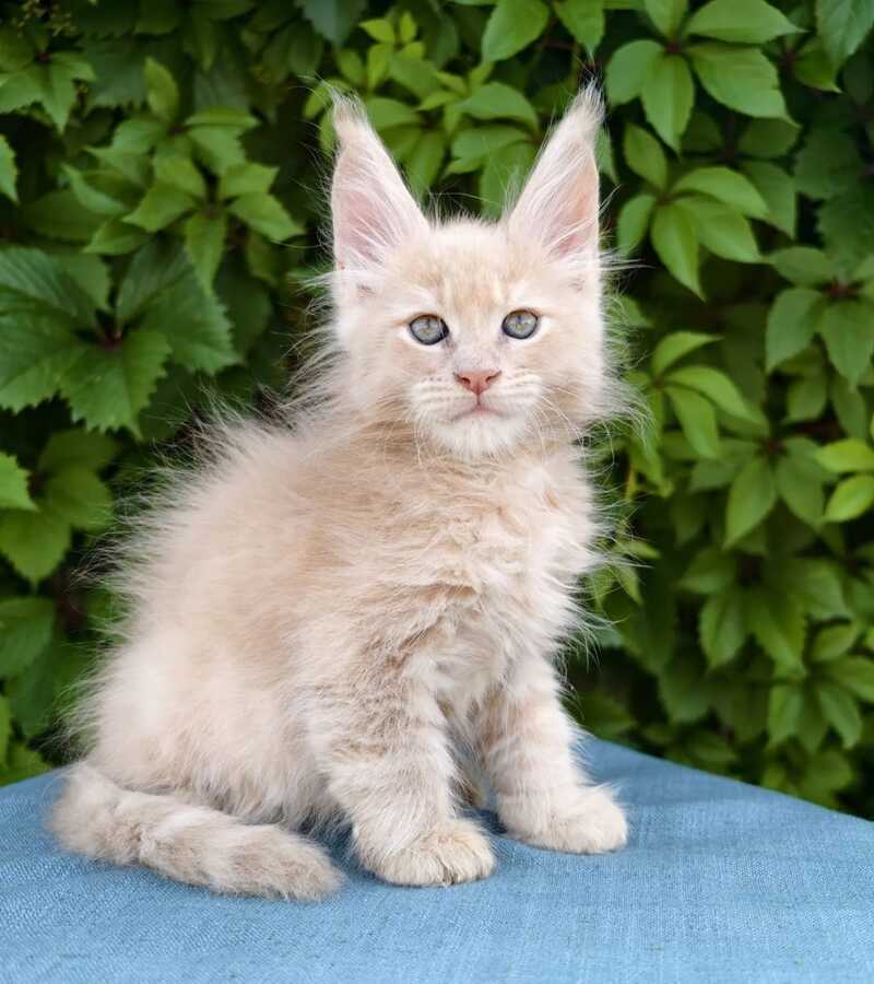Dominik Maine Coon male, cream