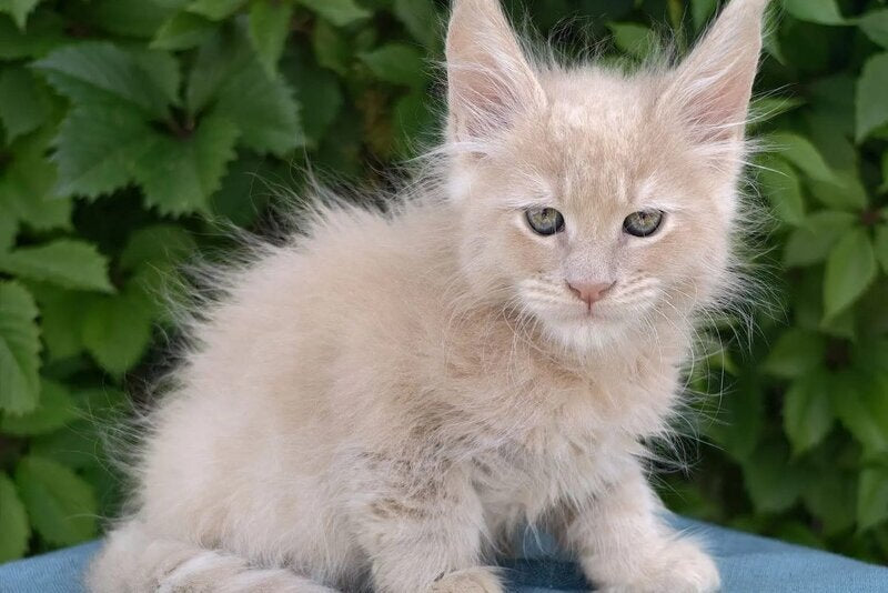 Dominik Maine Coon male, cream