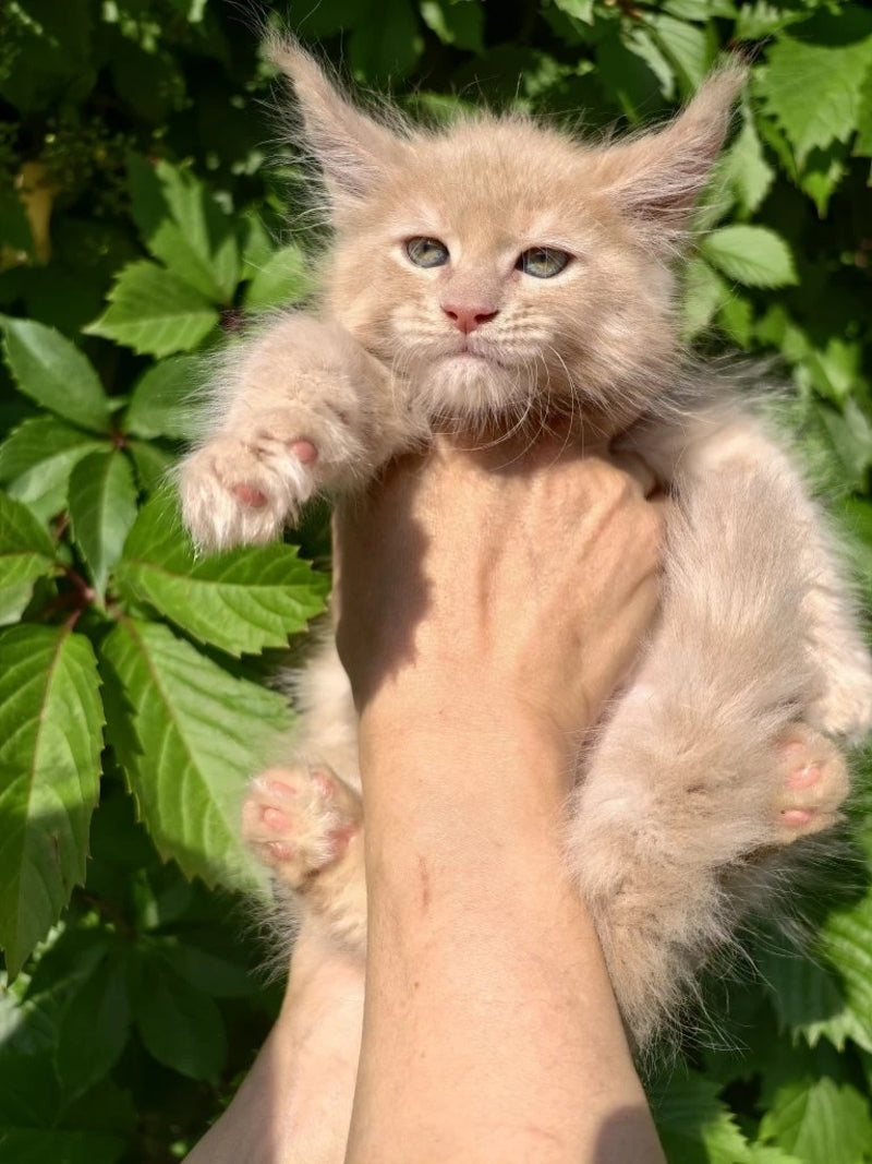 Dominik Maine Coon male, cream