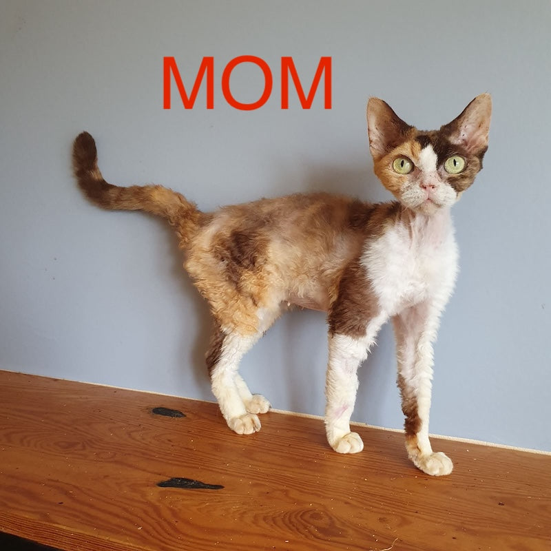 Gucci Devon Rex male, white