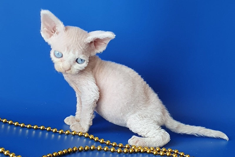 Gucci Devon Rex male, white