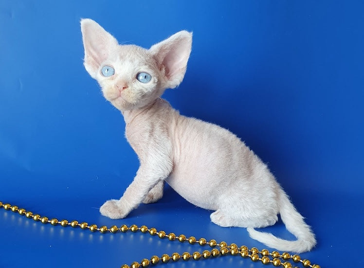 Gucci Devon Rex male, white
