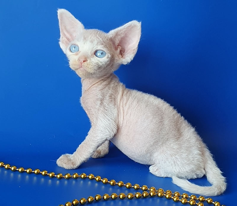 Gucci Devon Rex male, white