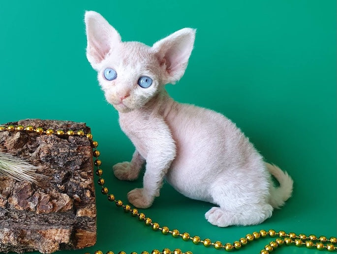 Gucci Devon Rex male, white