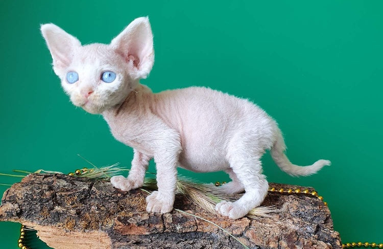 Gucci Devon Rex male, white