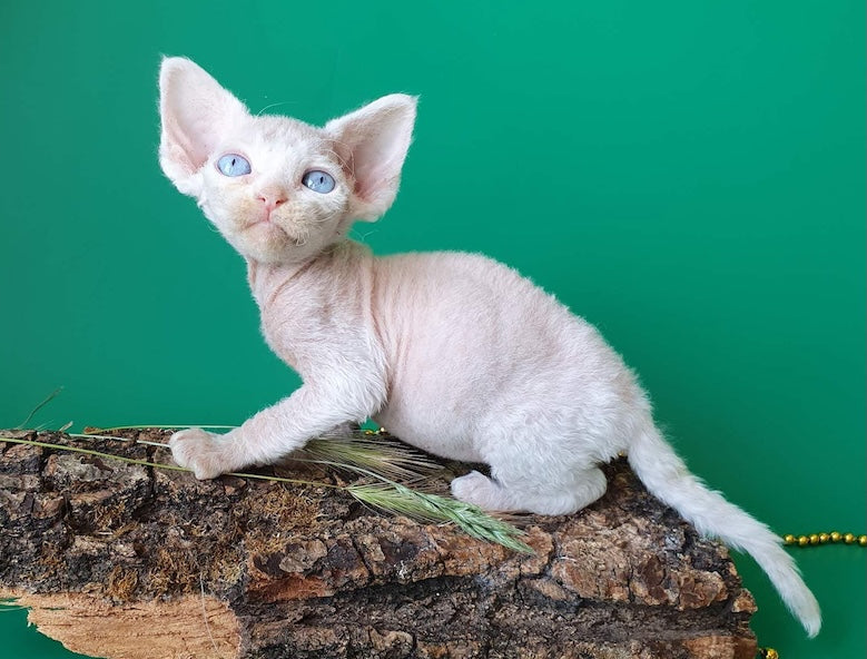 Gucci Devon Rex male, white
