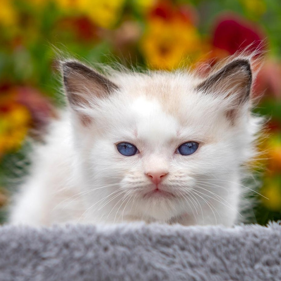 Narcis Ragdoll male, seal bicolour
