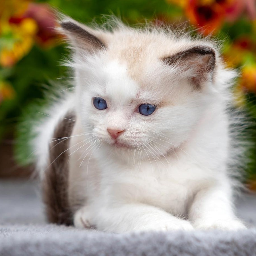 Narcis Ragdoll male, seal bicolour