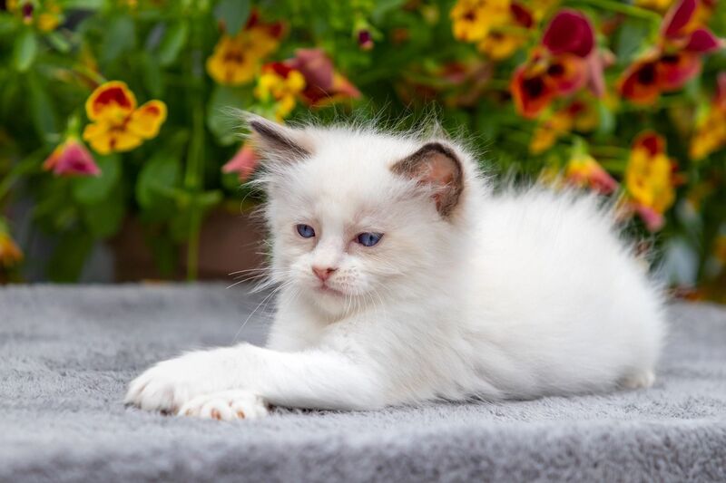 Newton Ragdoll male seal bicolour - live animals