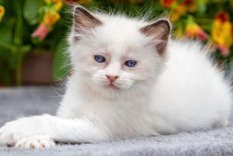 Newton Ragdoll male seal bicolour - live animals