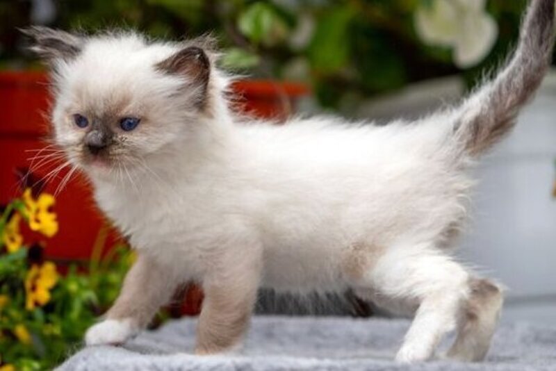 Onix Ragdoll male seal mitted - live animals
