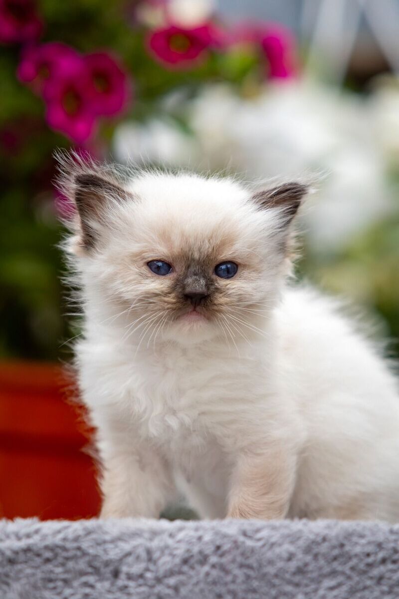 Onix Ragdoll male seal mitted - live animals