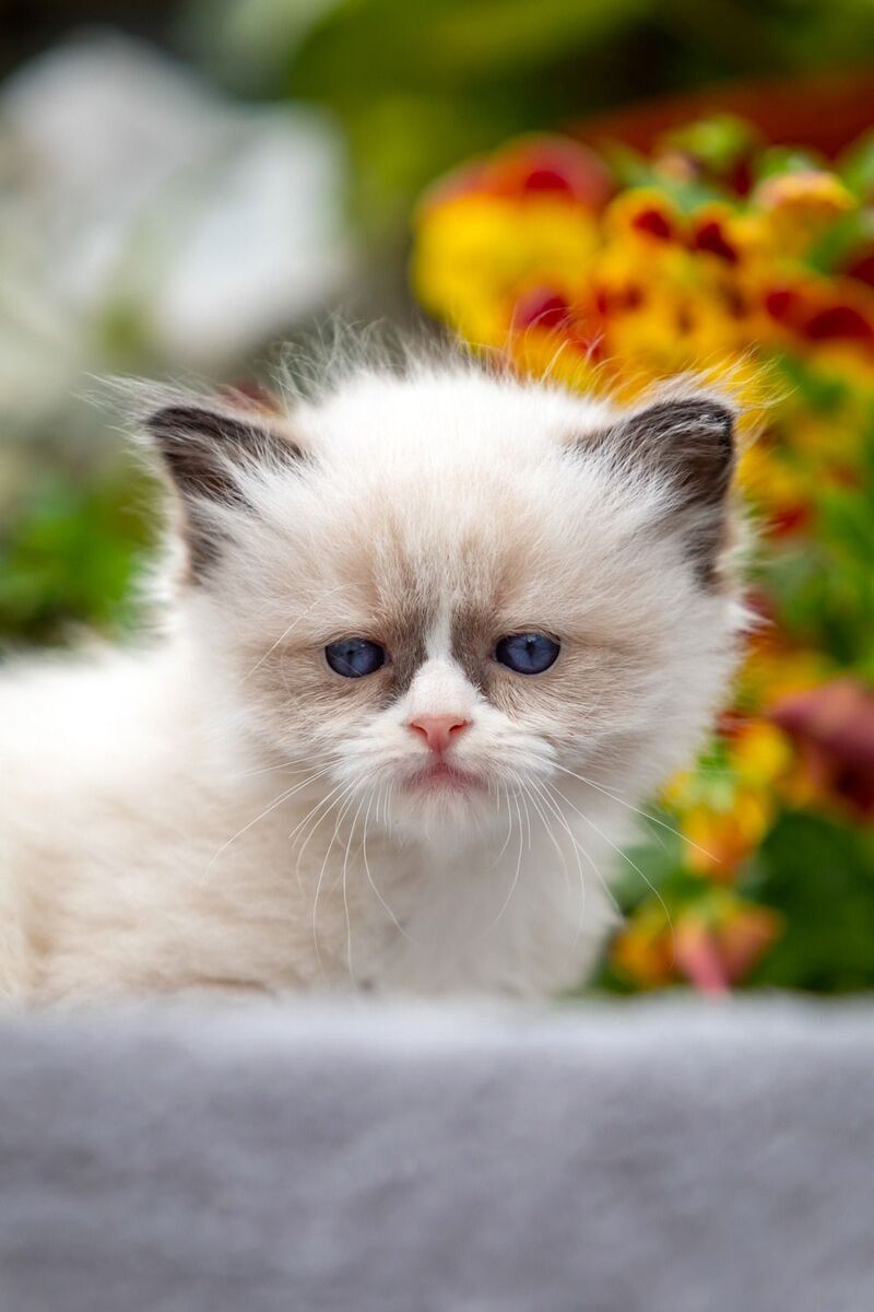Odry Ragdoll female seal mitted - live animals