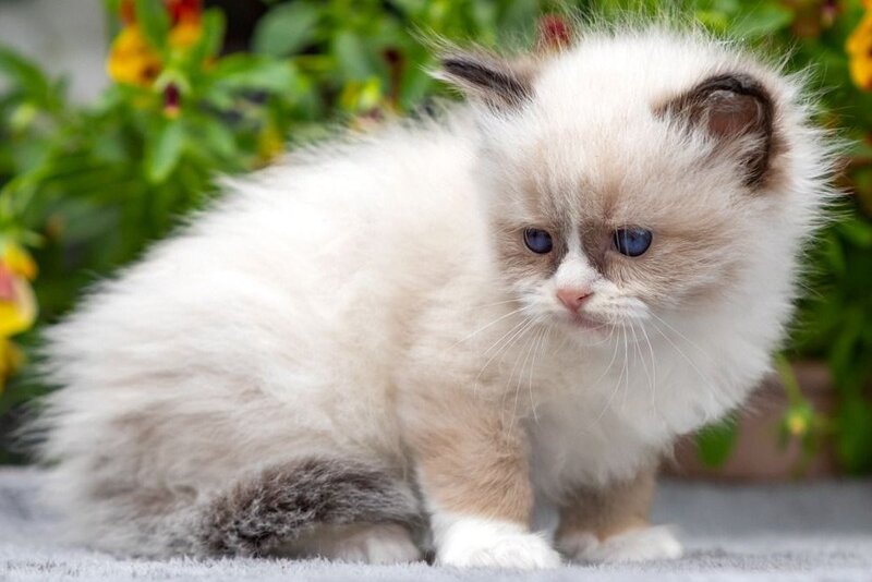 Odry Ragdoll female seal mitted - live animals