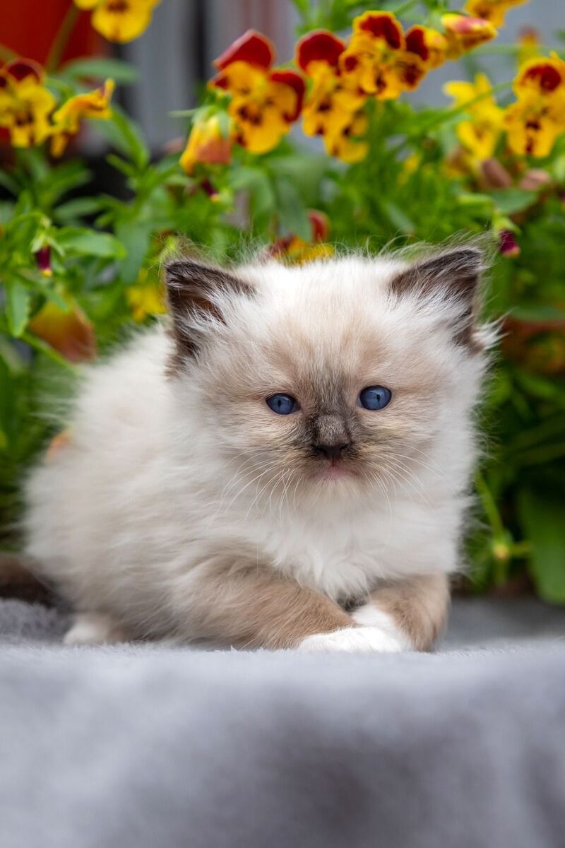 Omut Ragdoll male seal mitted - live animals