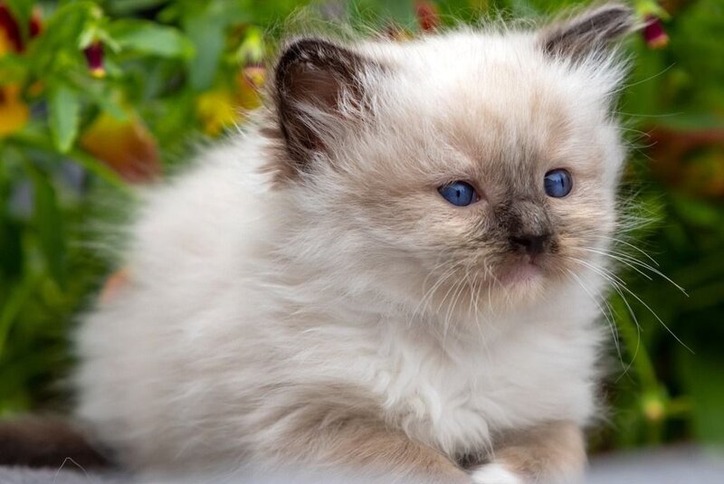 Omut Ragdoll male seal mitted - live animals