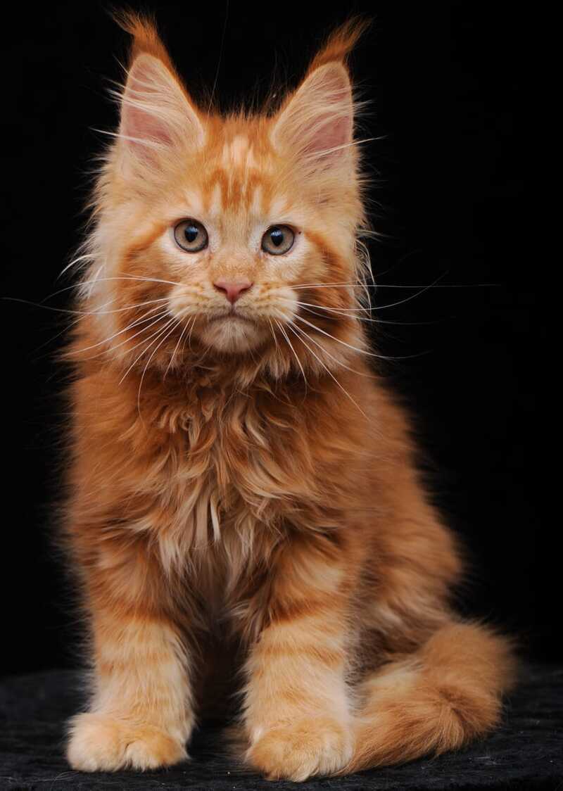 Ksenia Maine Coon female, red
