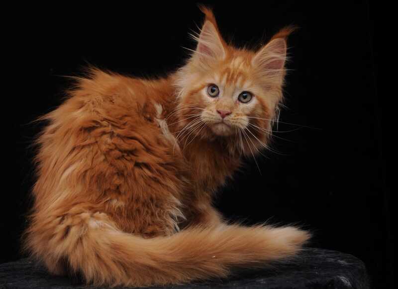 Ksenia Maine Coon female, red