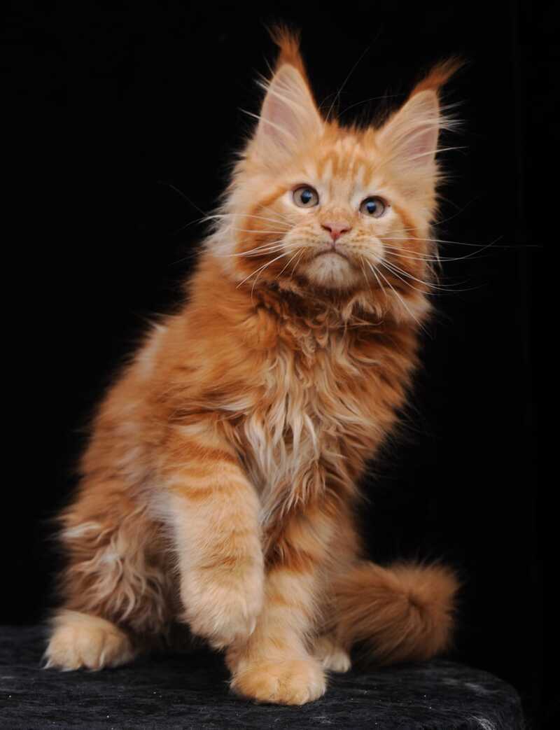 Ksenia Maine Coon female, red