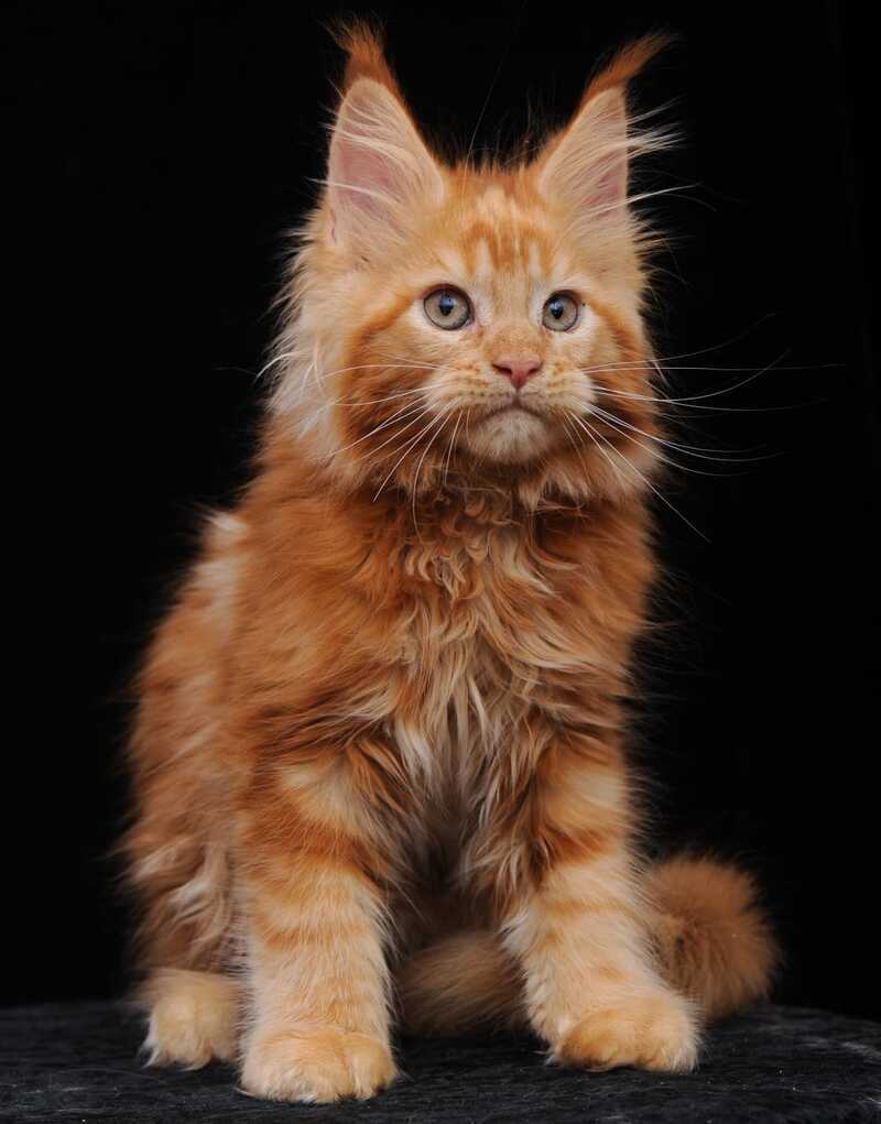 Ksenia Maine Coon female, red