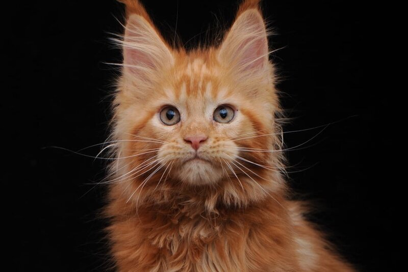 Ksenia Maine Coon female, red