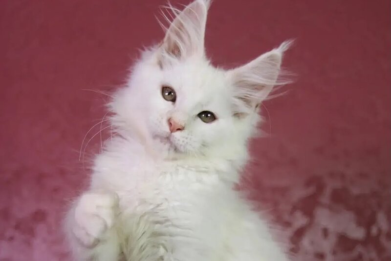 Elliot Maine Coon male, cream silver chinchilla