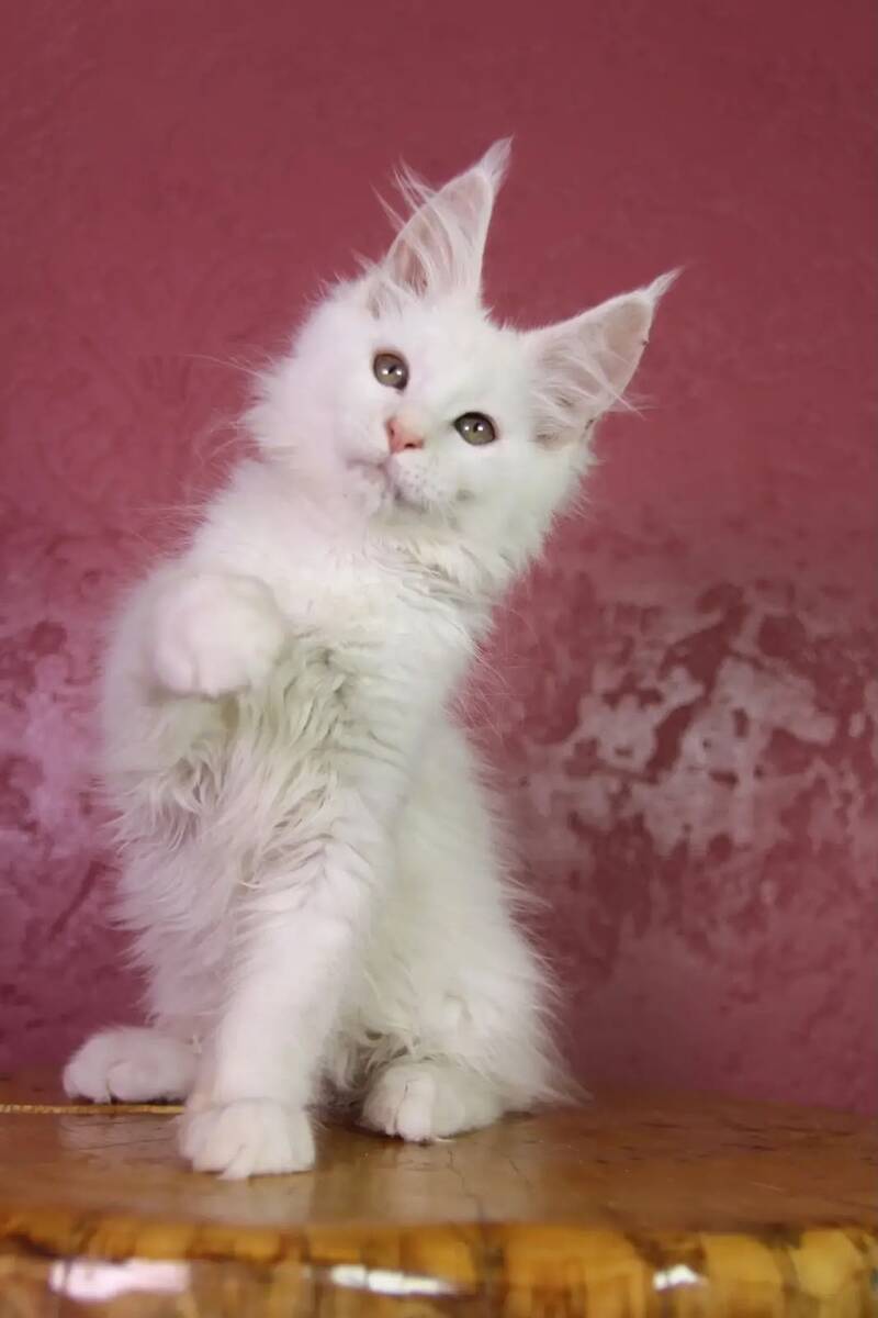 Elliot Maine Coon male, cream silver chinchilla