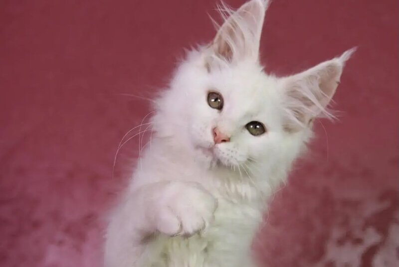 Elliot Maine Coon male, cream silver chinchilla