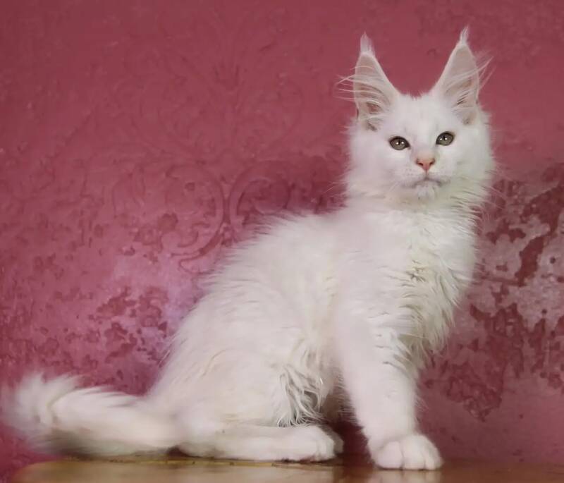 Elliot Maine Coon male, cream silver chinchilla