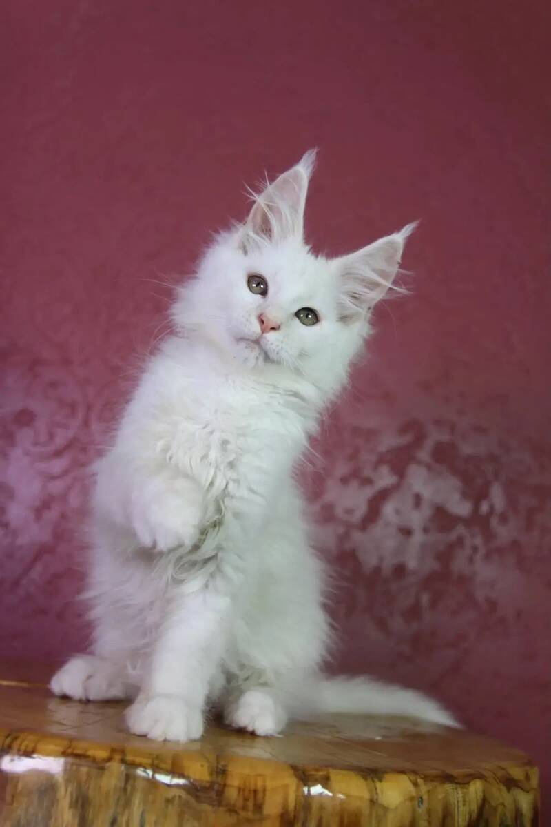 Elliot Maine Coon male, cream silver chinchilla
