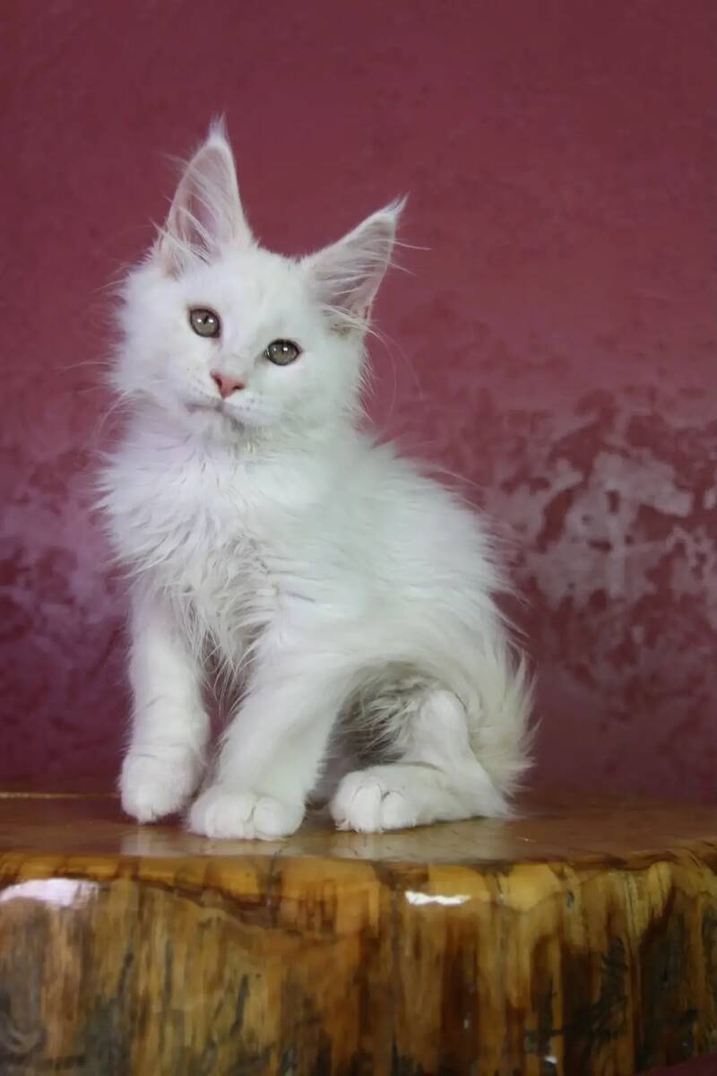Eddy Maine Coon male, cream silver chinchilla