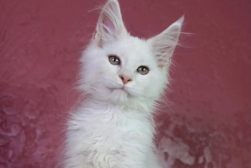 Eddy Maine Coon male, cream silver chinchilla