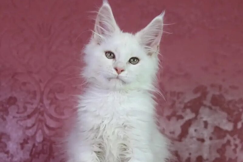 Eddy Maine Coon male, cream silver chinchilla