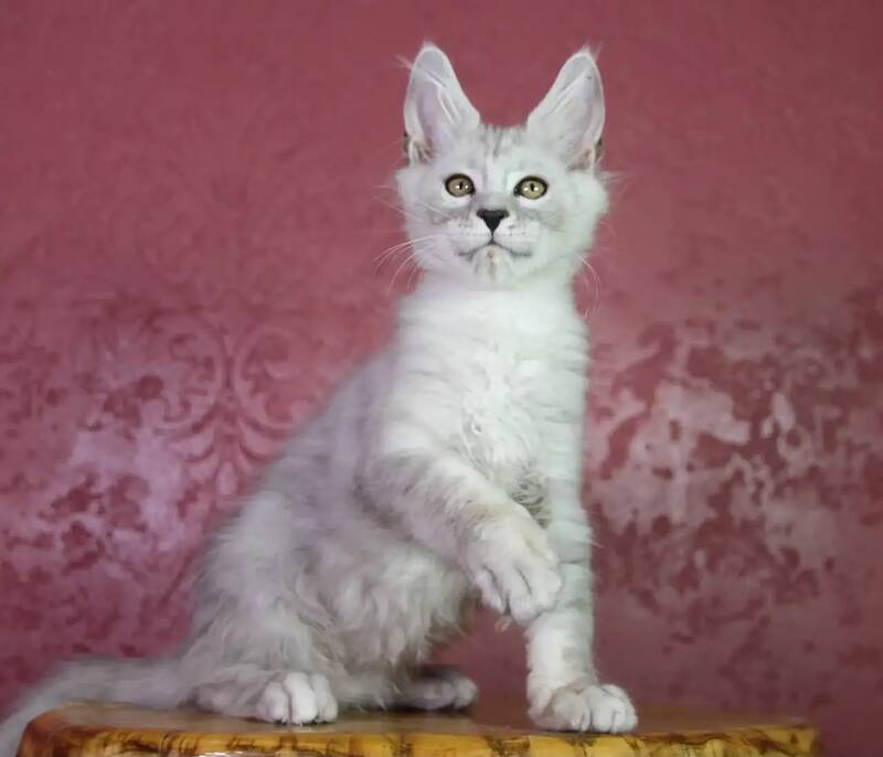 Eleazar Maine Coon male, black silver tabby