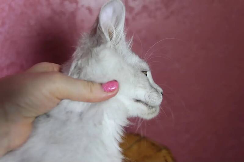 Eleazar Maine Coon male, black silver tabby