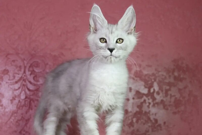 Eleazar Maine Coon male, black silver tabby