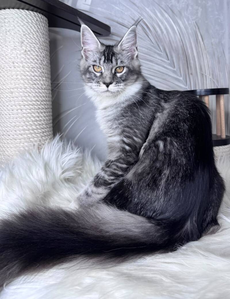 Ricota Maine Coon male, black ticked tabby with white
