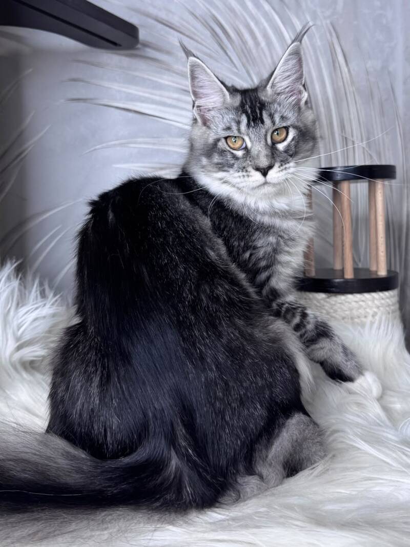 Ricota Maine Coon male, black ticked tabby with white