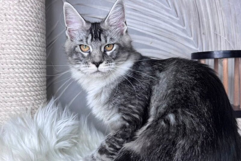 Ricota Maine Coon male, black ticked tabby with white