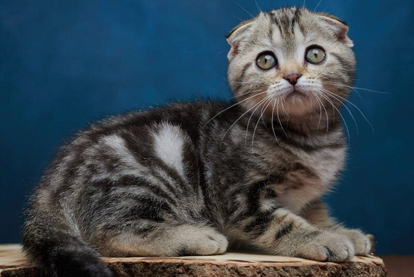 Willi Scottish Fold male black silver tabby - live animals