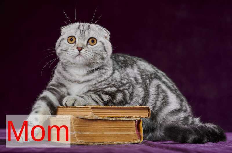 Walter Scottish Straight male black tabby bicolour - live animals