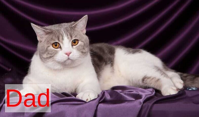 Walter Scottish Straight male black tabby bicolour - live animals
