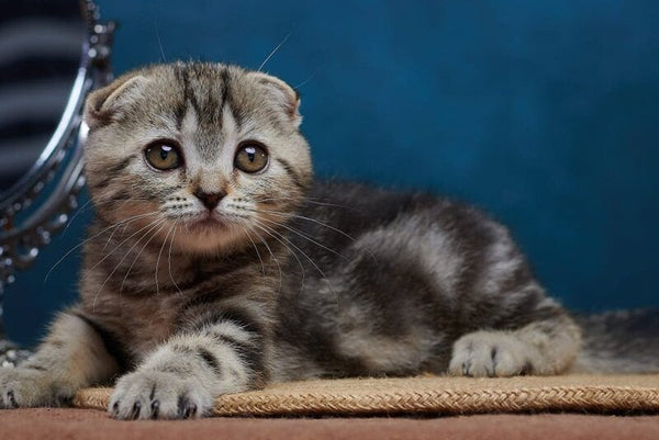 Wanda Scottish Fold female black tabby - live animals