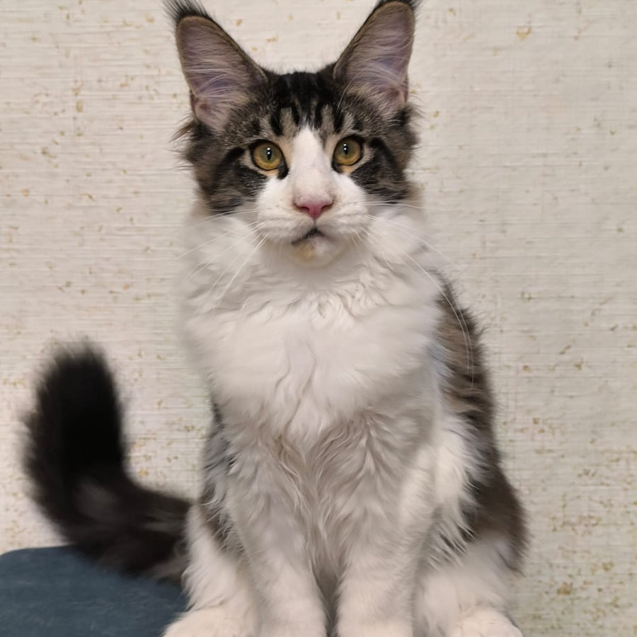 Alpha Maine Coon polydactyl female, black tabby bicolour