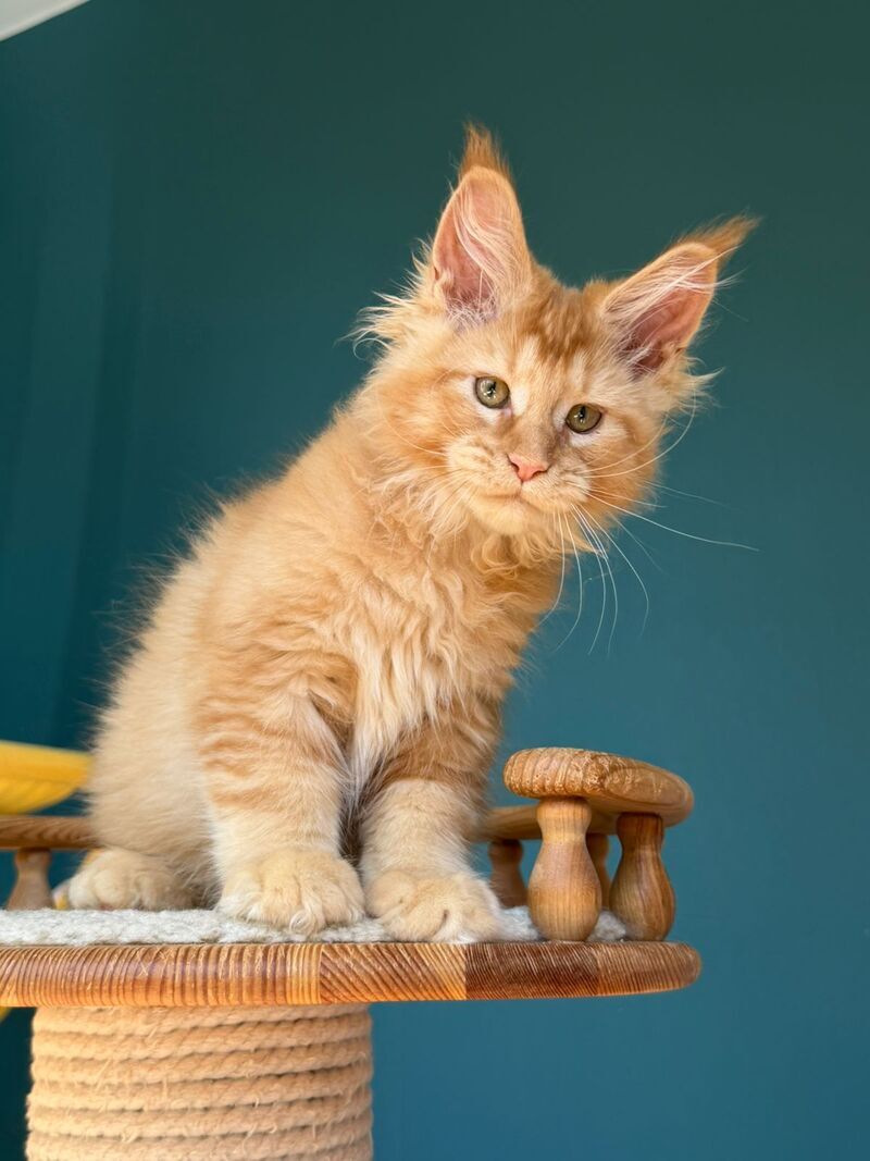 Sunshine Maine Coon male red - live animals