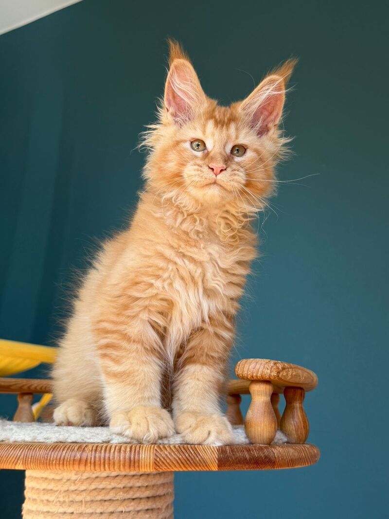 Sunshine Maine Coon male red - live animals