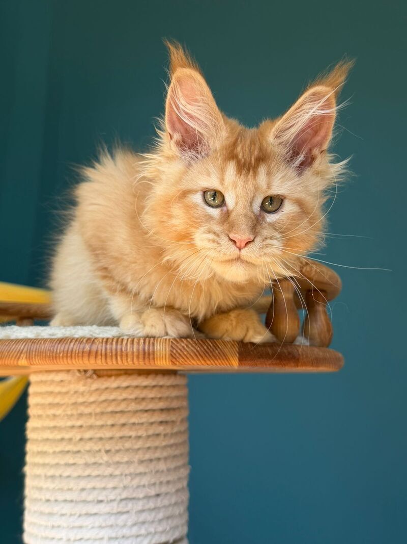 Sunshine Maine Coon male red - live animals