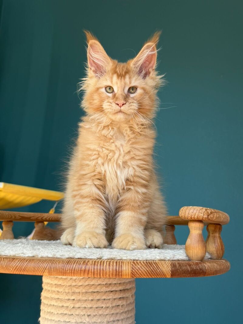 Sunshine Maine Coon male red - live animals