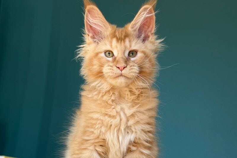 Sunshine Maine Coon male red - live animals