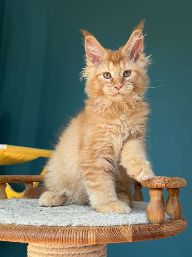 Sunshine Maine Coon male red - live animals